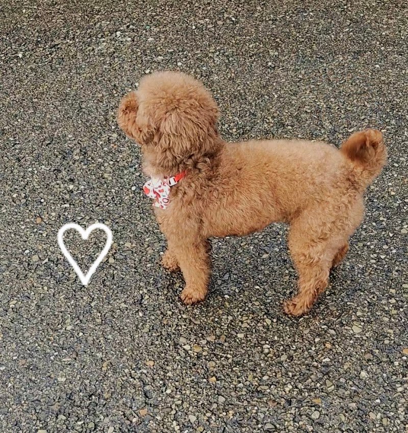 Toelettatura Pelosi e Preziosi - Foto 5