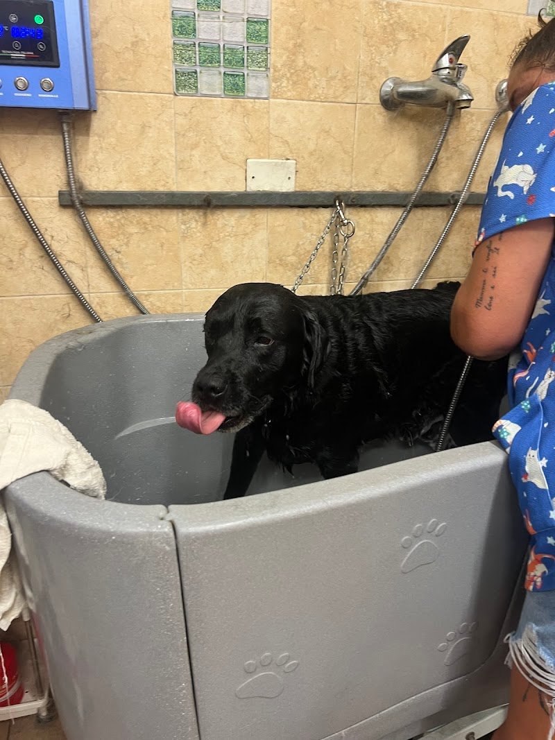 Toelettatura Pelosi e Preziosi - Foto 6