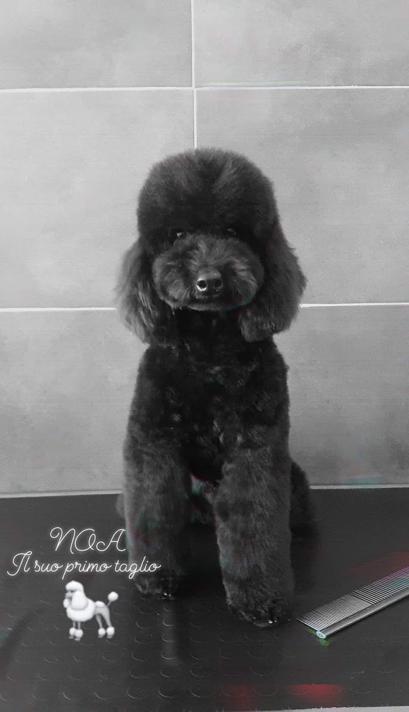 Toelettatura & Pensione - Rosaria Buglisi - Foto 1