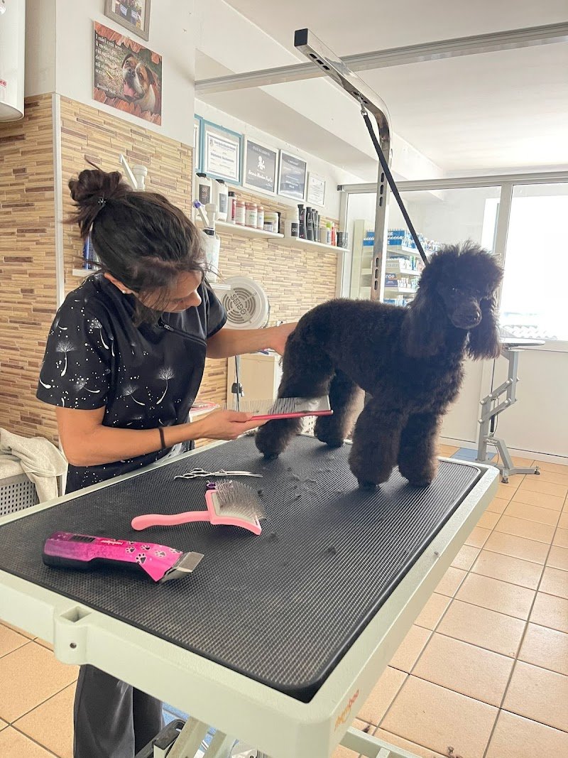 Toelettatura & Pensione - Rosaria Buglisi - Foto 3