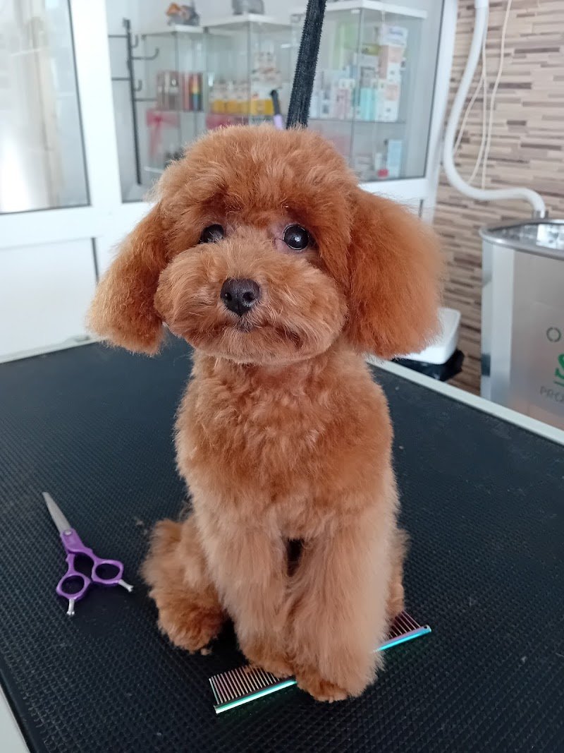 Toelettatura & Pensione - Rosaria Buglisi - Foto 5