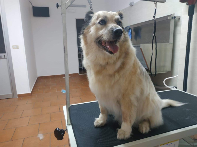 Toelettatura per Cani L'Isola di Bau - Foto 1