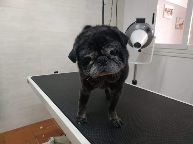 Toelettatura per Cani L'Isola di Bau - Foto 3