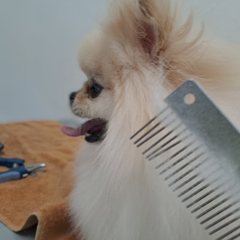 Toelettatura per Pet d affezione.Pensione in ampi spazi esterni/interni nel verde.Imola - Foto 6