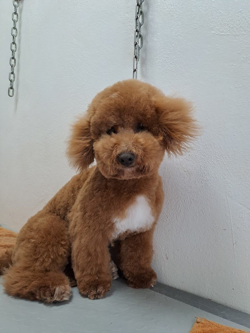 Toelettatura per Pet d affezione.Pensione in ampi spazi esterni/interni nel verde.Imola - Foto 1