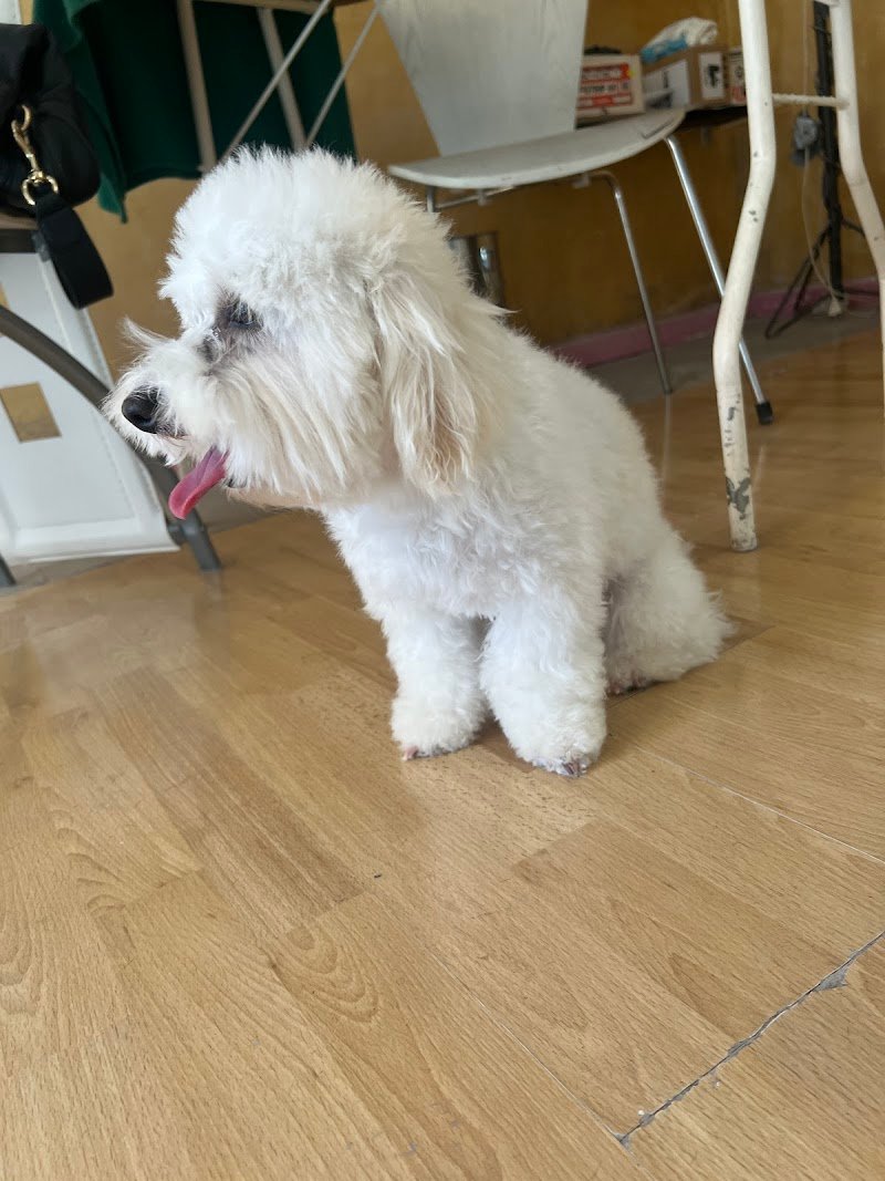 Toelettatura per Pet d affezione.Pensione in ampi spazi esterni/interni nel verde.Imola - Foto 2