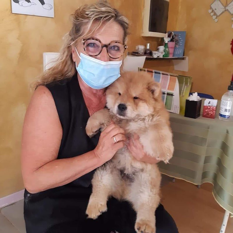 Toelettatura per Pet d affezione.Pensione in ampi spazi esterni/interni nel verde.Imola - Foto 4