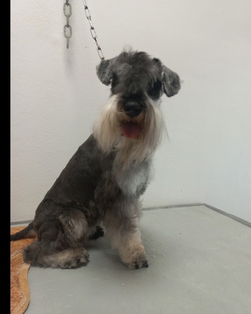 Toelettatura per Pet d affezione.Pensione in ampi spazi esterni/interni nel verde.Imola - Foto 5