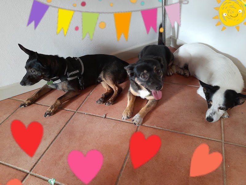 Toelettatura Per Un Pelo - Foto 2