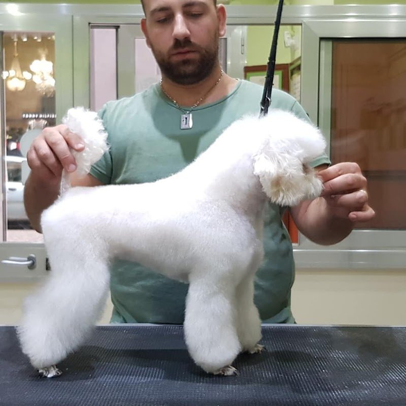 Toelettatura Pet Fashion Beauty - Foto 1