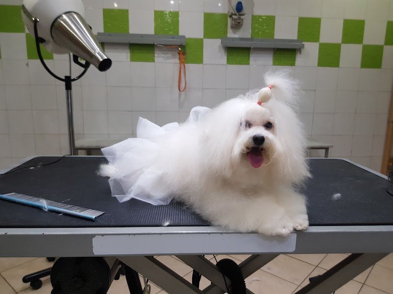 Toelettatura Pet Fashion Beauty - Foto 2