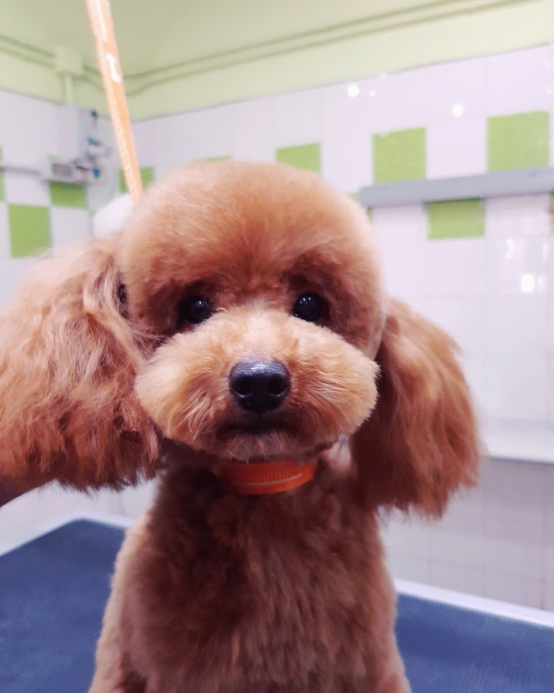 Toelettatura Pet Fashion Beauty - Foto 4