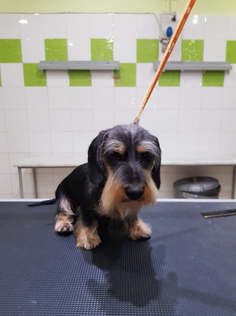 Toelettatura Pet Fashion Beauty - Foto 5