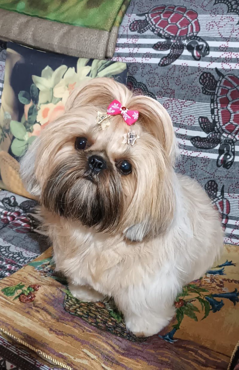 Toelettatura Pet Salon - Foto 3