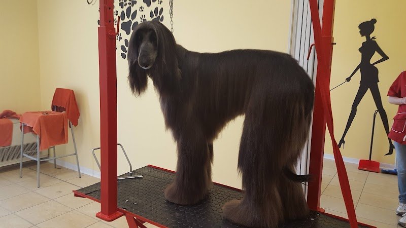 Toelettatura Pet Salon - Foto 4