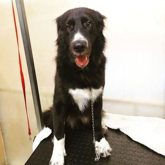 Toelettatura Pet Shop Toys Le Codine Matte e negozio per animali - Foto 2