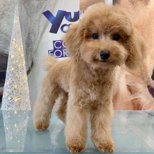 Toelettatura Pet Shop Toys Le Codine Matte e negozio per animali - Foto 3