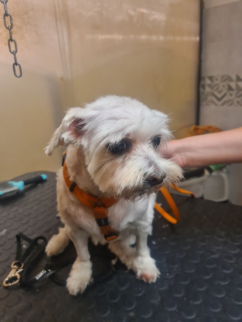 Toelettatura Pet Shop Toys Le Codine Matte e negozio per animali - Foto 4