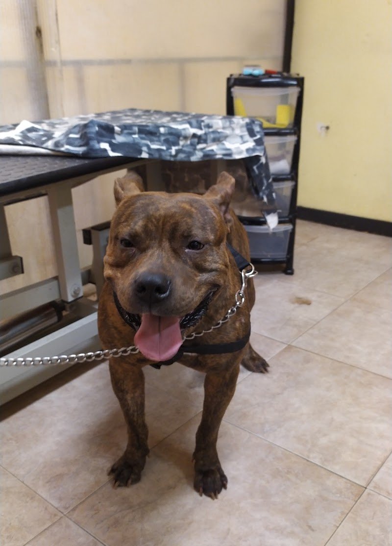 Toelettatura Pet Shop Toys Le Codine Matte e negozio per animali - Foto 5