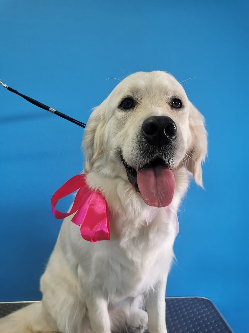 Toelettatura Pet Star - Foto 1