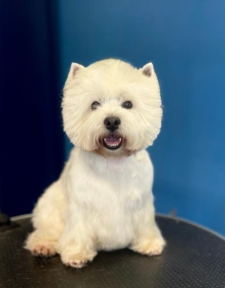 Toelettatura Pet Star - Foto 2