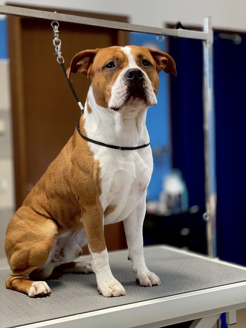 Toelettatura Pet Star - Foto 3