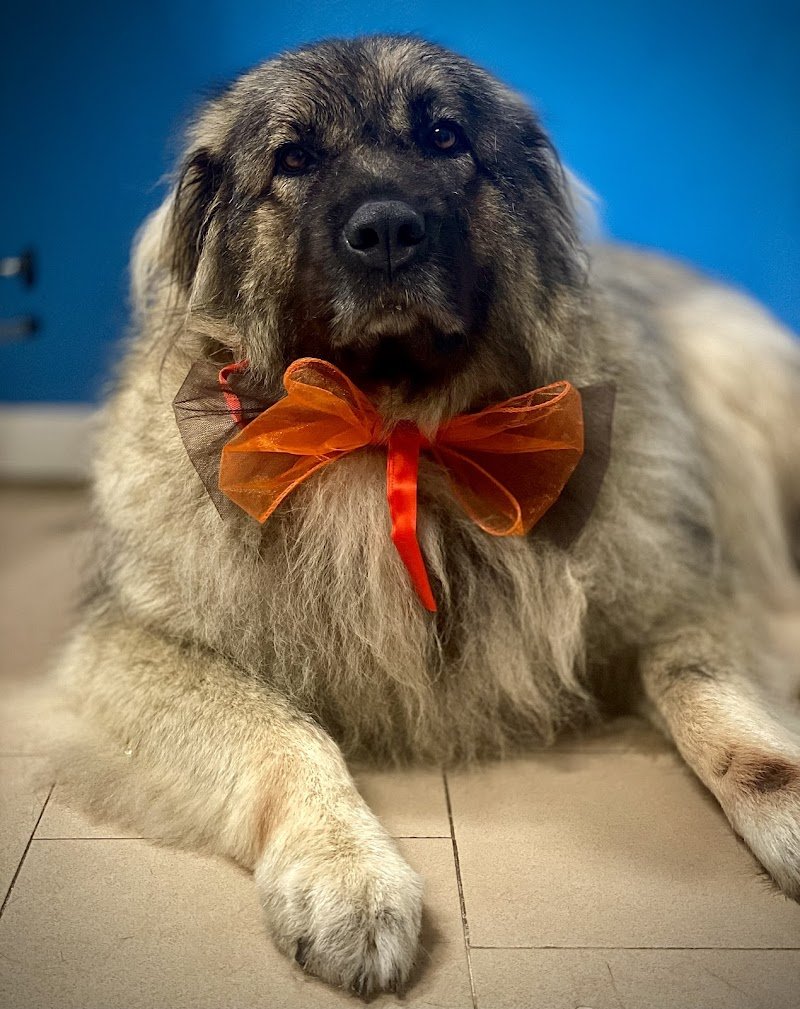 Toelettatura Pet Star - Foto 4