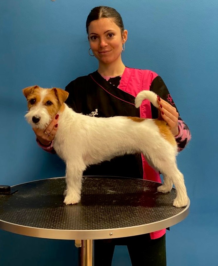 Toelettatura Pet Star - Foto 5