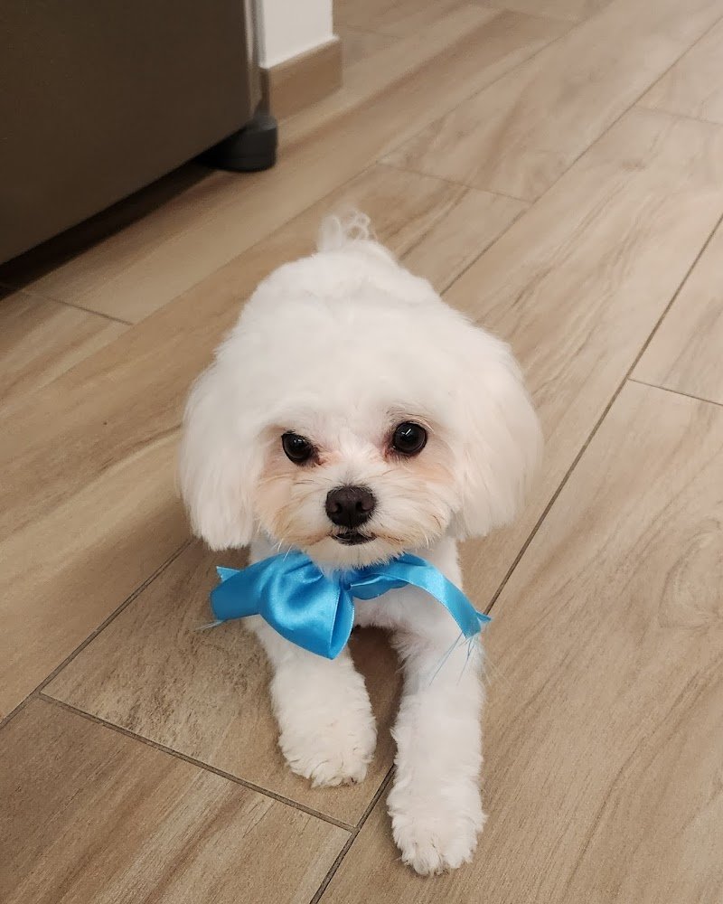 Toelettatura Pet Star - Foto 6