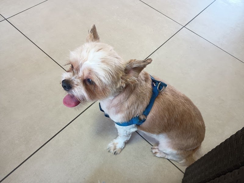 Toelettatura Pet Style - Verona - Foto 1