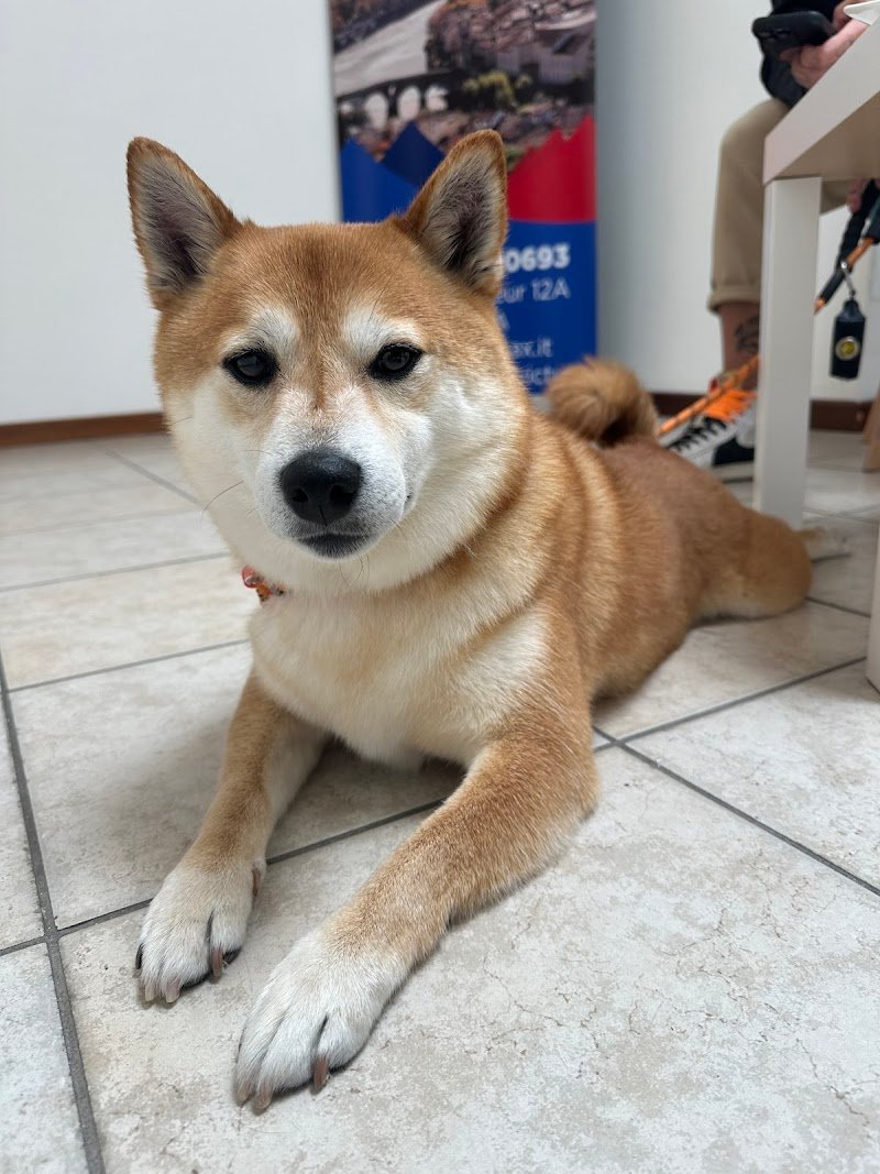 Toelettatura Pet Style - Verona - Foto 3