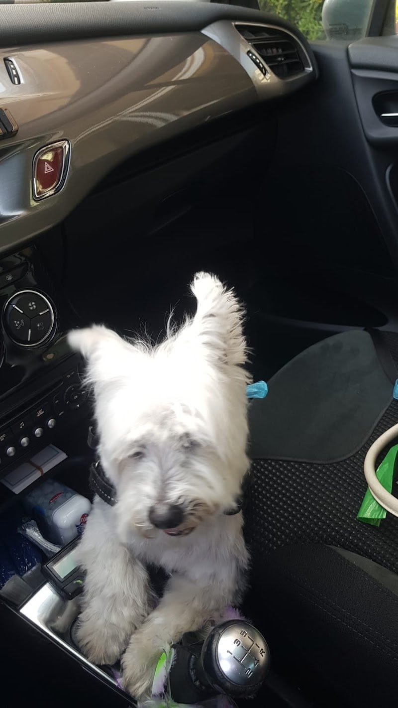 Toelettatura Pet Style - Verona - Foto 4