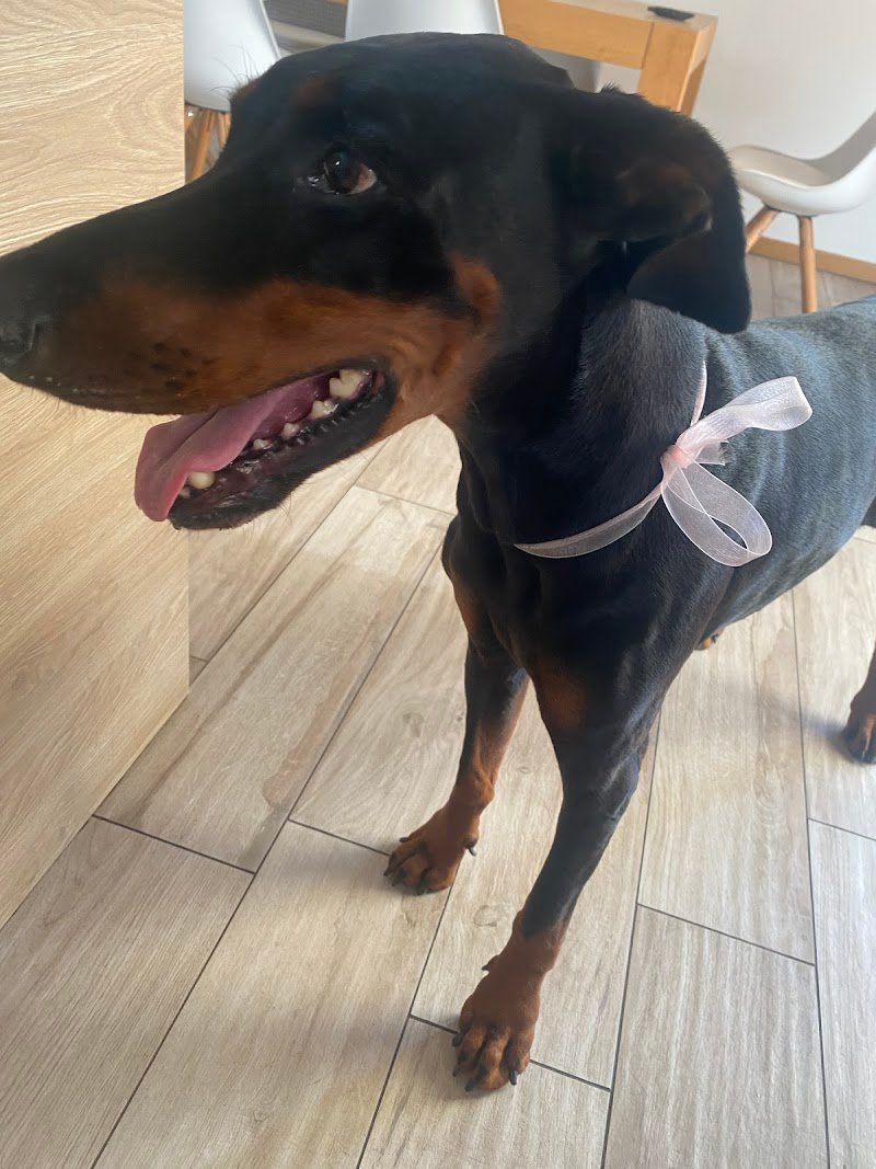 Toelettatura Pet Style - Verona - Foto 5