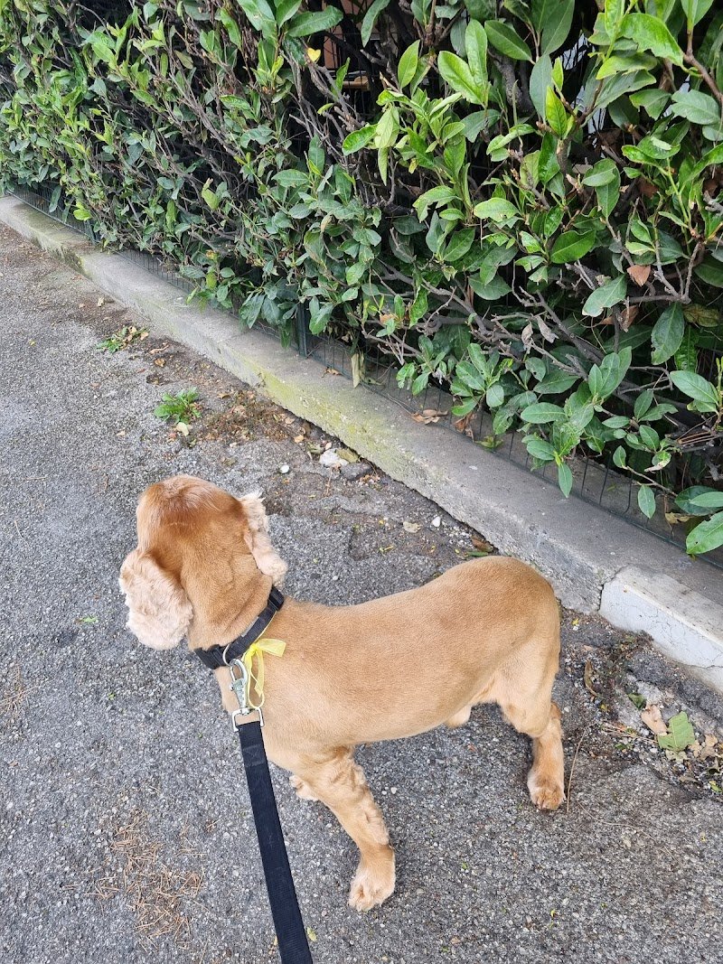 Toelettatura Pet Style - Verona - Foto 6