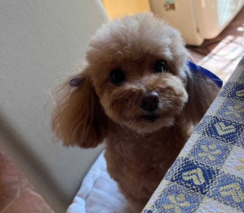 Toelettatura Petit Jo - Foto 2