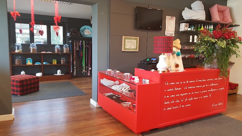 Toelettatura Petit Jo - Foto 3