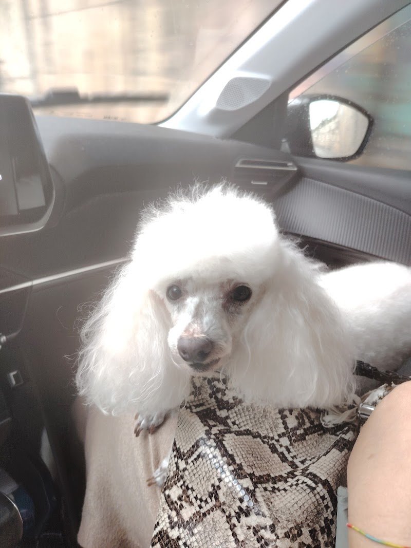 Toelettatura Petit Jo - Foto 4