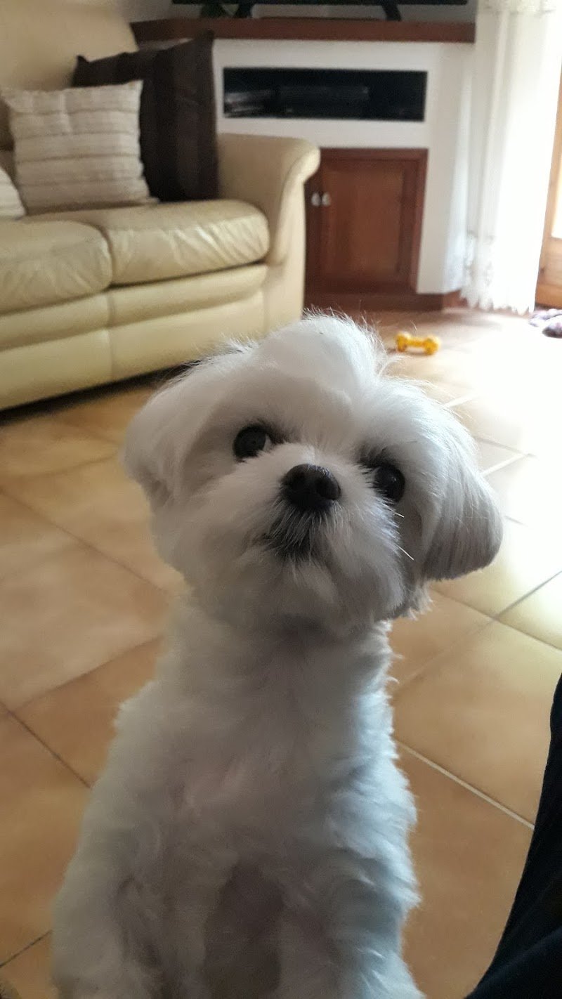 Toelettatura Petit Jo - Foto 5