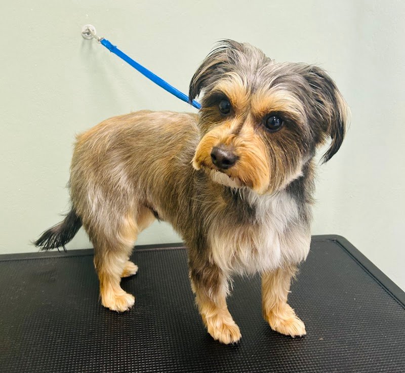 Toelettatura Petnoira - Foto 1