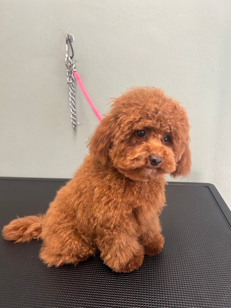 Toelettatura Petnoira - Foto 2