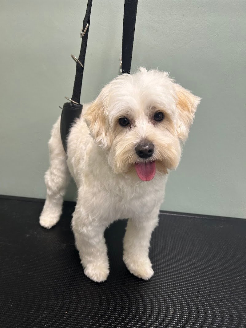 Toelettatura Petnoira - Foto 3