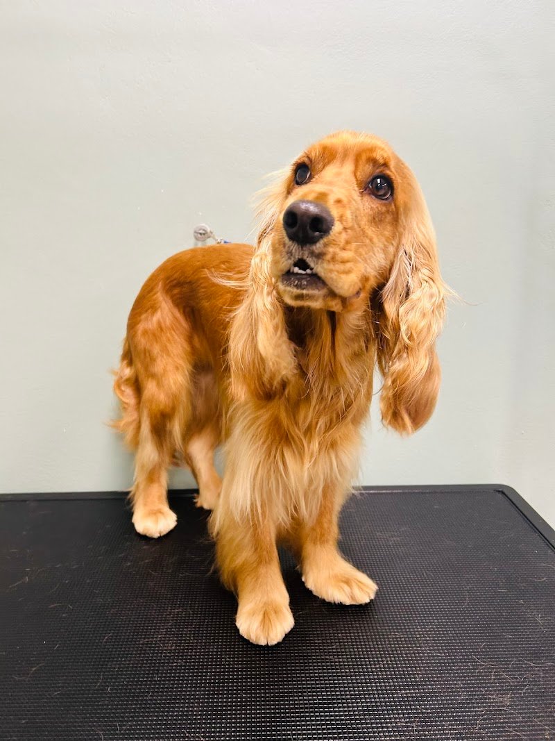 Toelettatura Petnoira - Foto 4