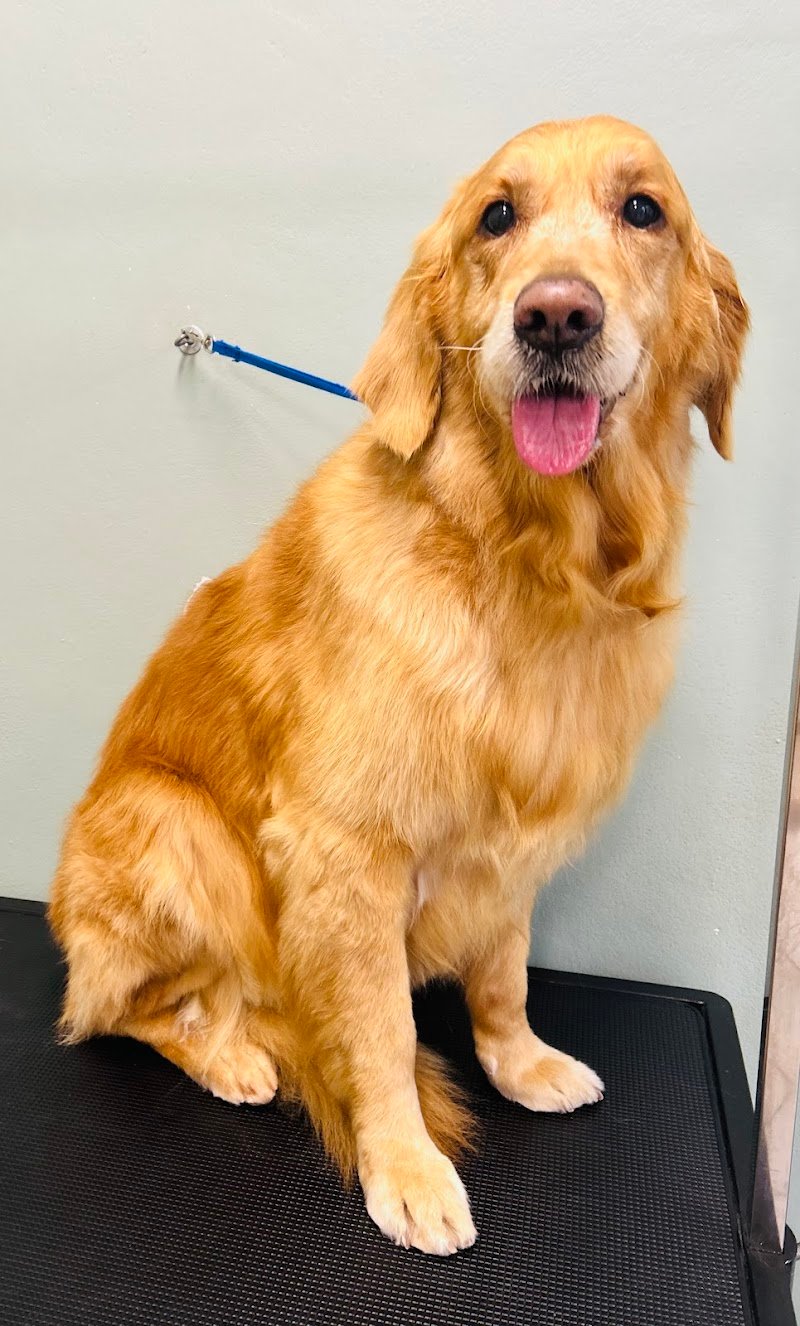 Toelettatura Petnoira - Foto 5