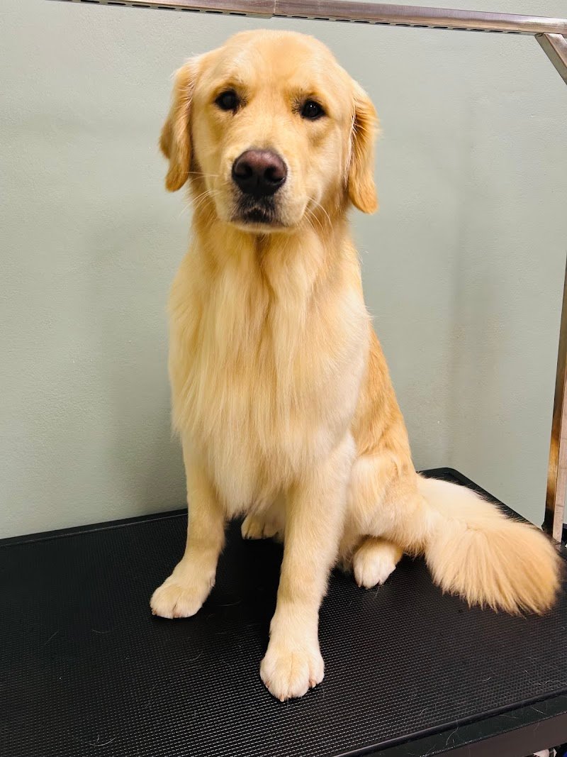 Toelettatura Petnoira - Foto 6