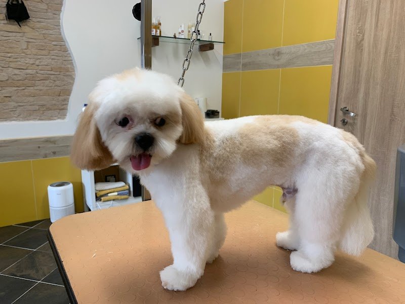 Toelettatura pets - Foto 1