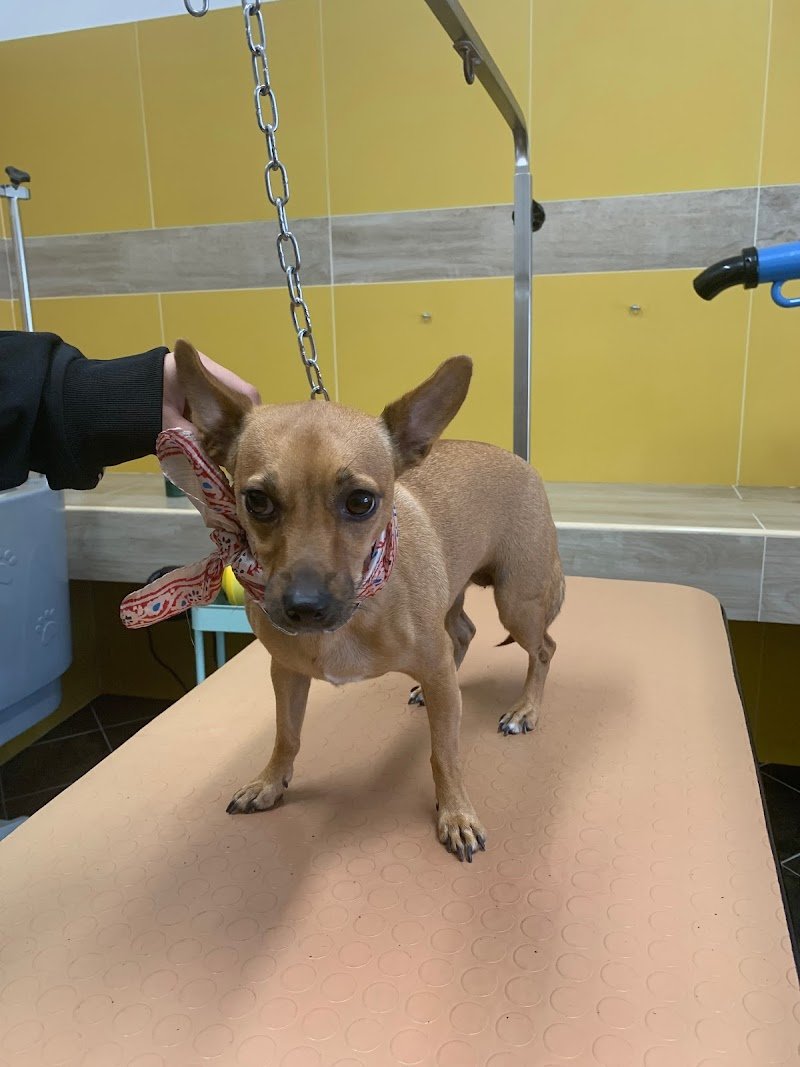 Toelettatura pets - Foto 3