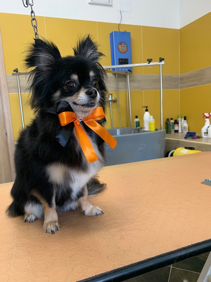 Toelettatura pets - Foto 5