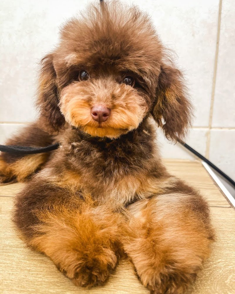 Toelettatura Pets’ Garage - Foto 2