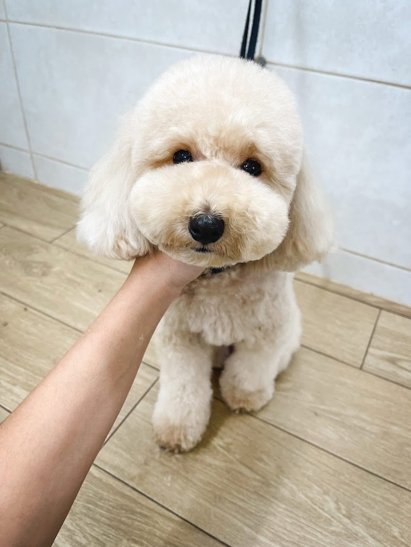 Toelettatura Pets’ Garage - Foto 4