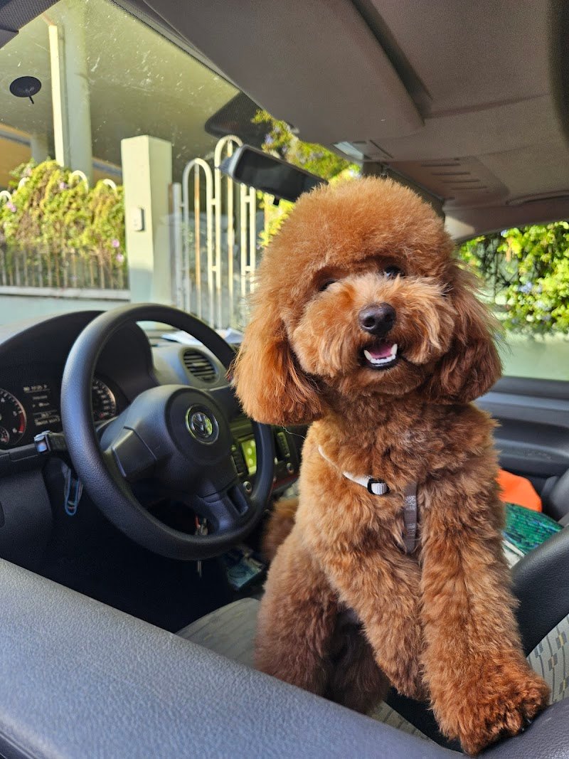 Toelettatura Pets’ Garage - Foto 5